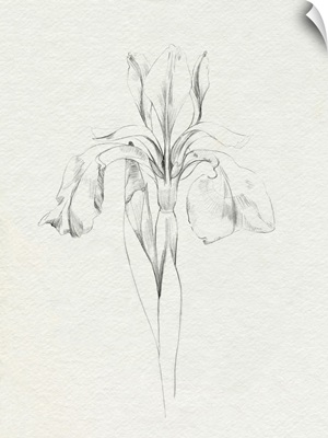 Neutral Iris Sketch I