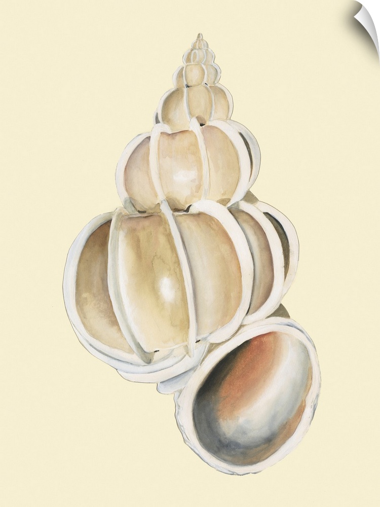 Neutral-Toned Seashells II