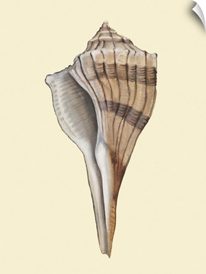 Neutral-Toned Seashells IV