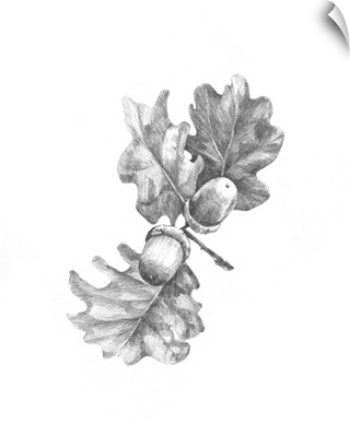 Oak Leaf Pencil Sketch II