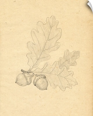 Oak Leaf Sketch II