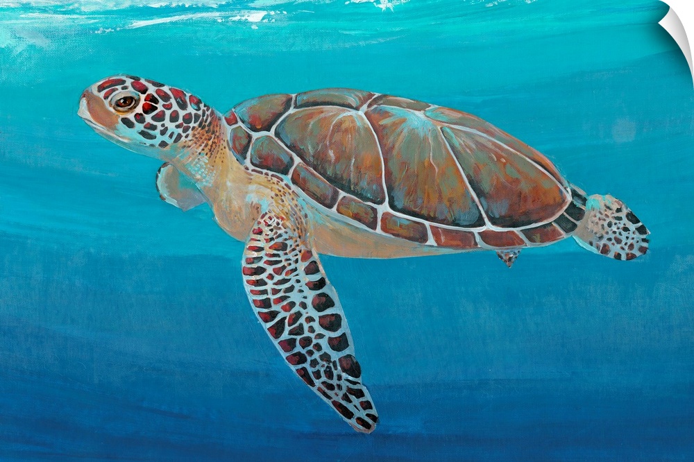Ocean Sea Turtle II