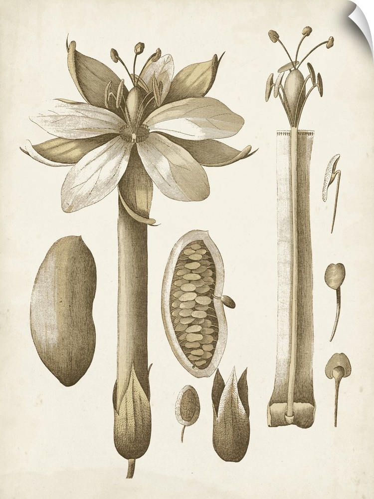 This botanical illustration has a vintage style and illustrates the desire to study details of this particular plant.