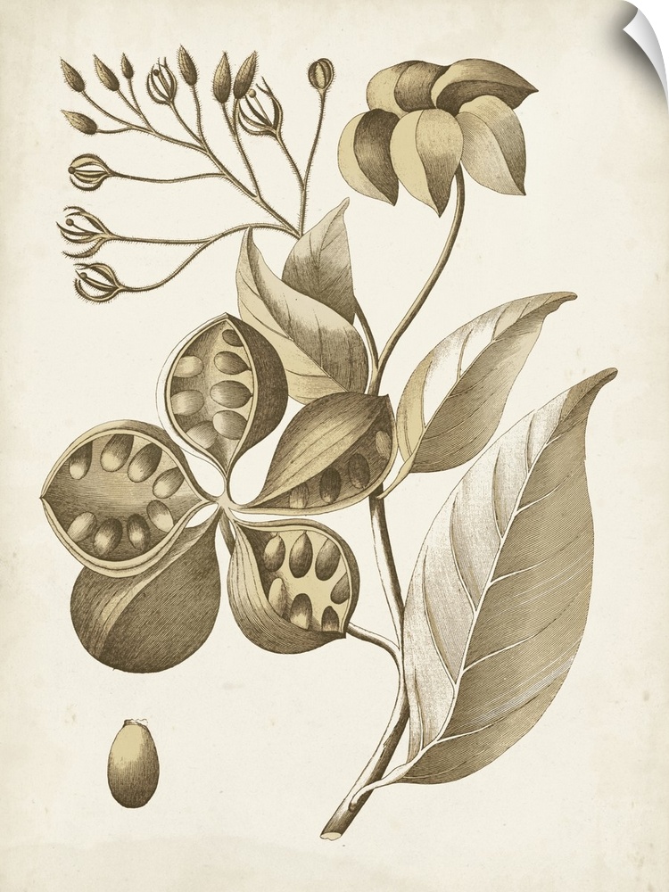 This botanical illustration has a vintage style and illustrates the desire to study details of this particular plant.
