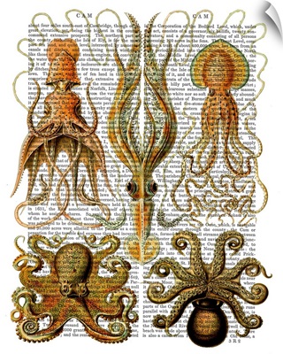 Octopus and Squid
