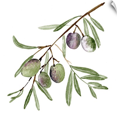 Olive Branch I