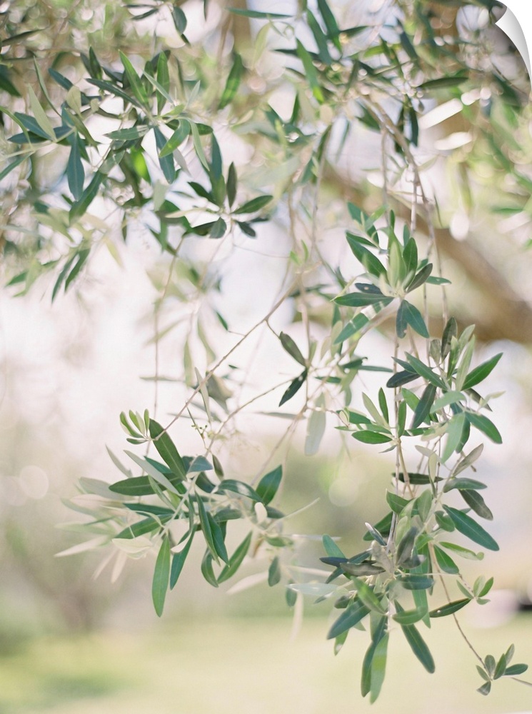 A close up, short depth of field photograph of olive leaves on the branch of a tree.