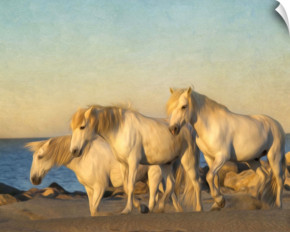 Photograph of a group of white horses grazing on a beach.