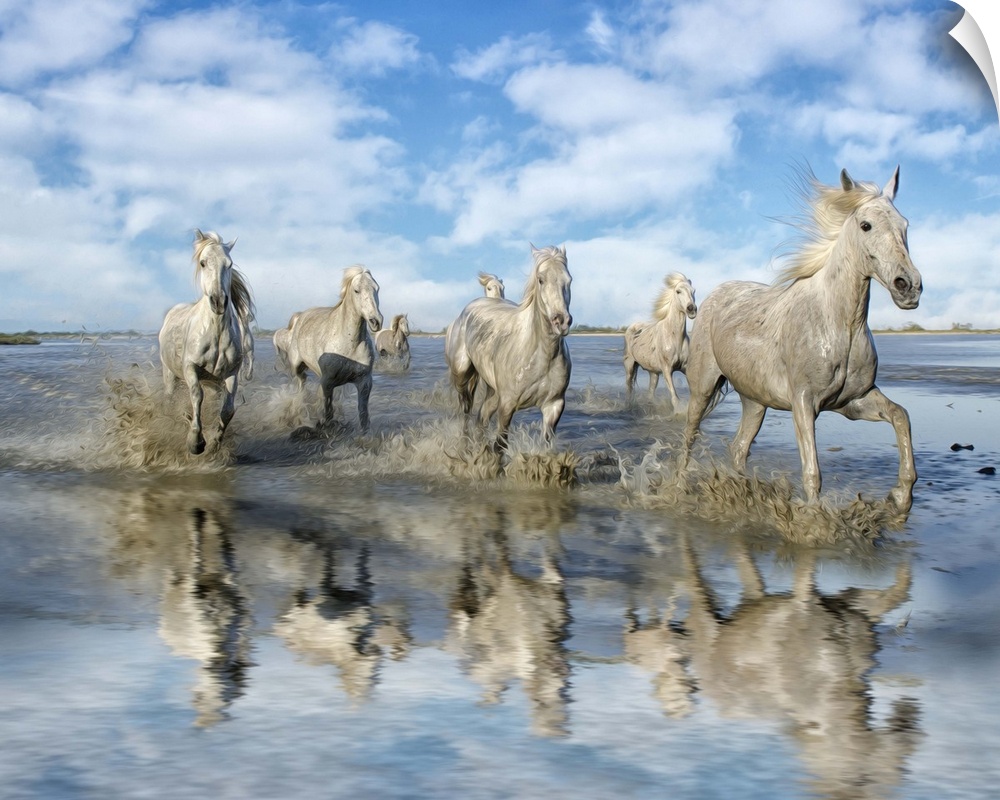 Photograph of a group of white horses running through shallow water.