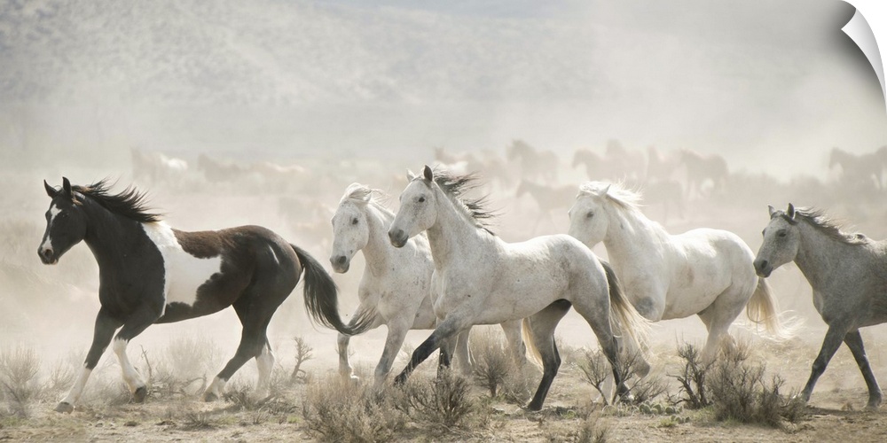 Artistic photograph of wild horses running through a dry landscape kicking up dust into the air.