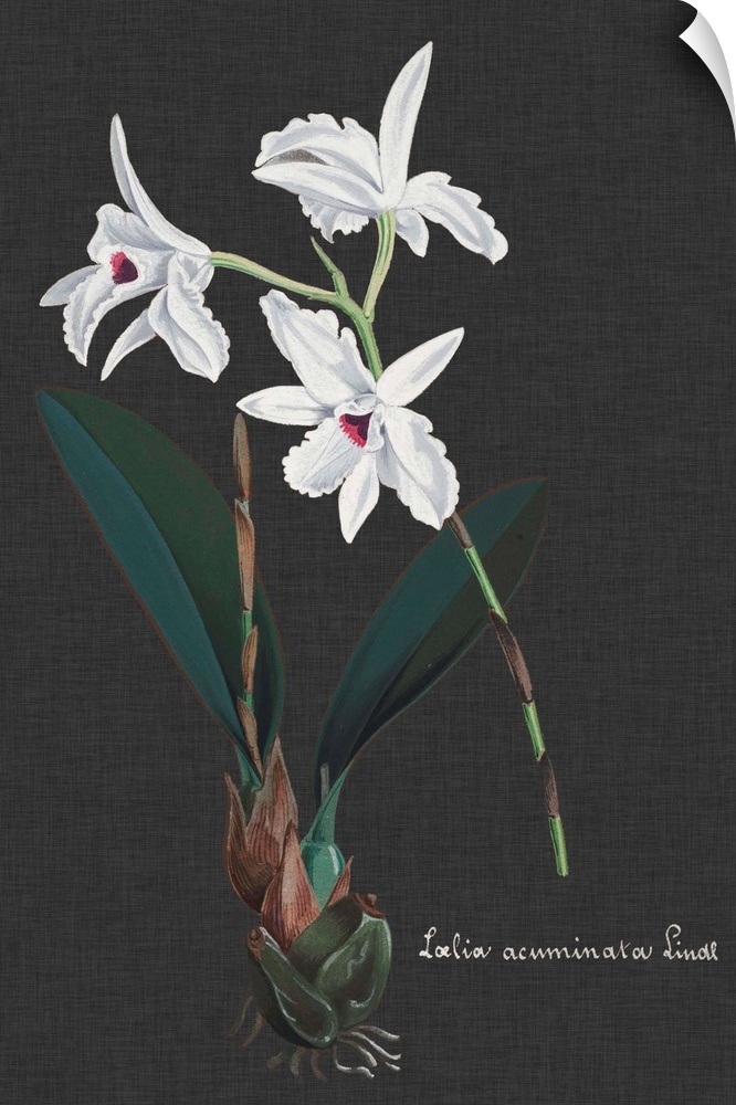 Orchid on Slate V