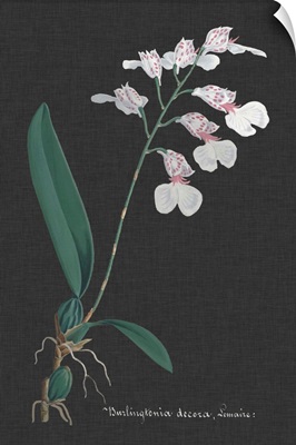 Orchid on Slate VI
