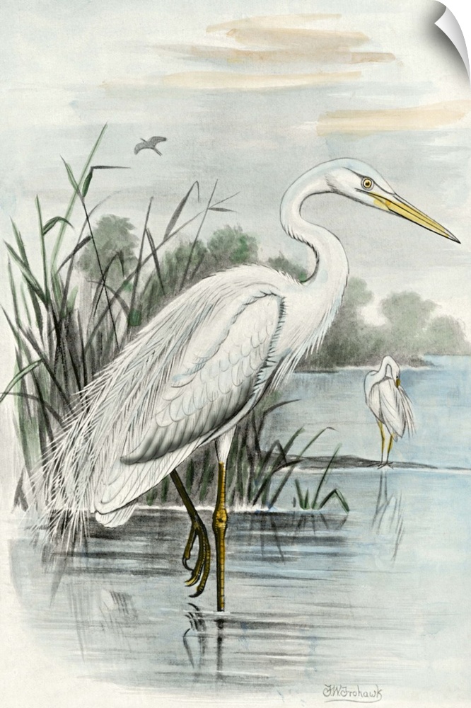 Vintage style illustration of a white heron standing in a marshland.