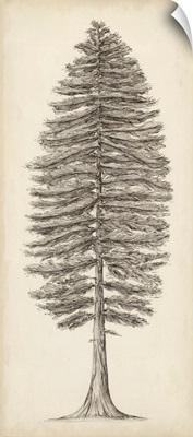 Pacific Northwest Tree Sketch II