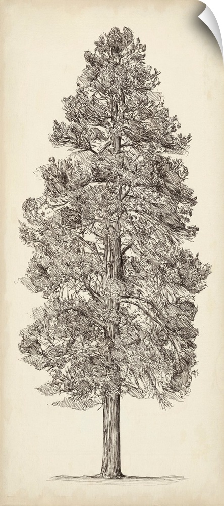 Pacific Northwest Tree Sketch III