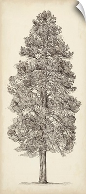 Pacific Northwest Tree Sketch III