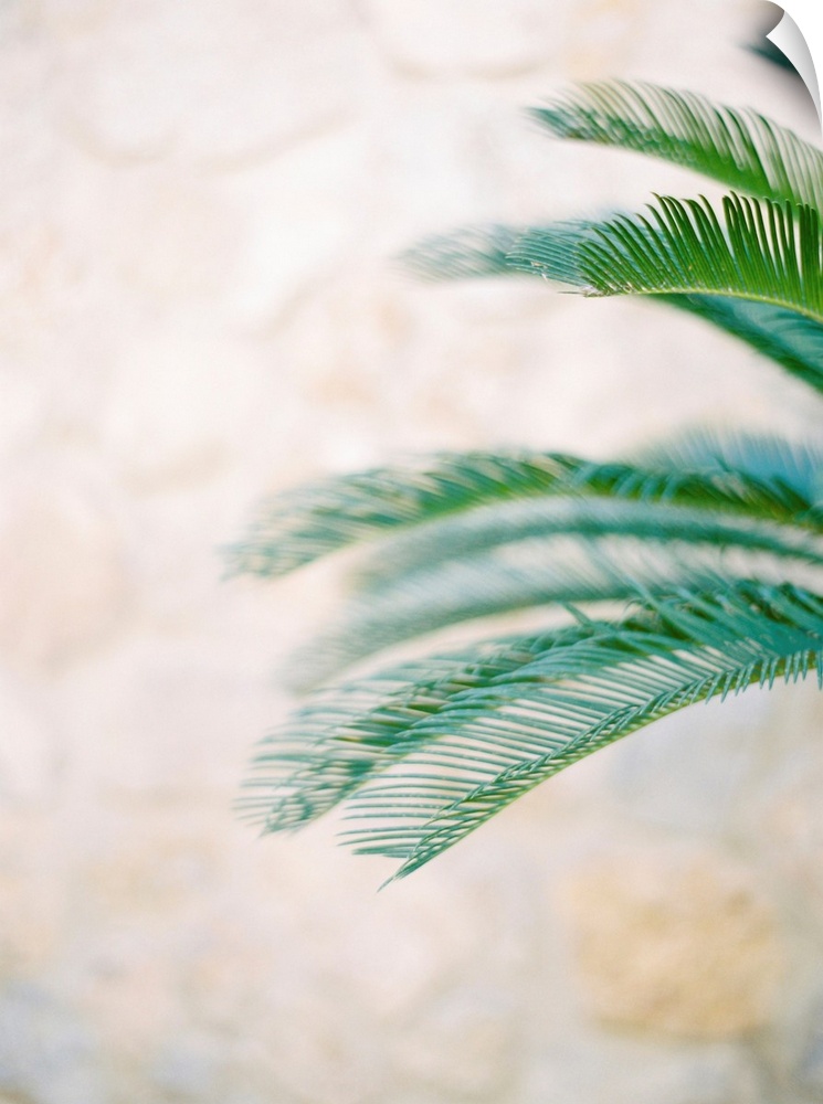 A close up photograph of palm leaves against a desert background.