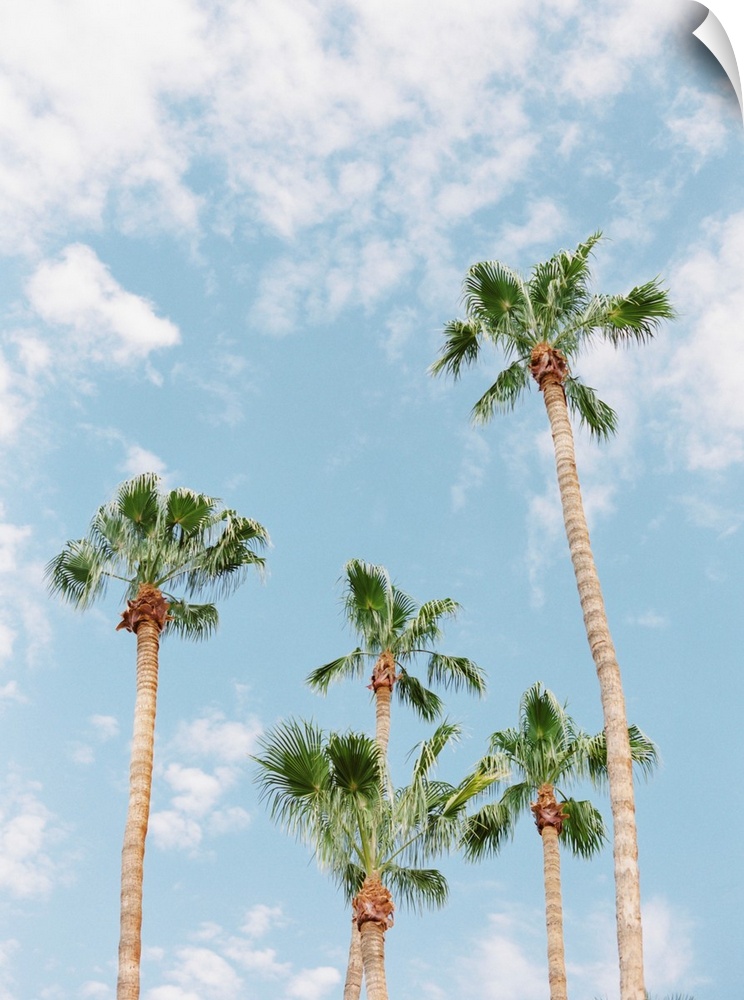 Photograph of tall palm trees against a light blue sky with scant clouds.