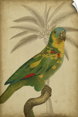 Parrot and Palm II