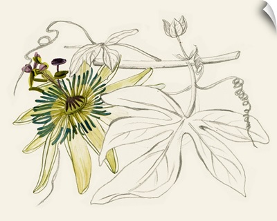 Passionflower I