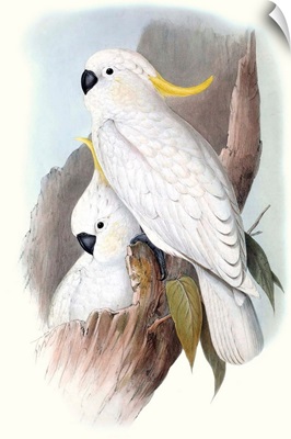 Pastel Parrots V