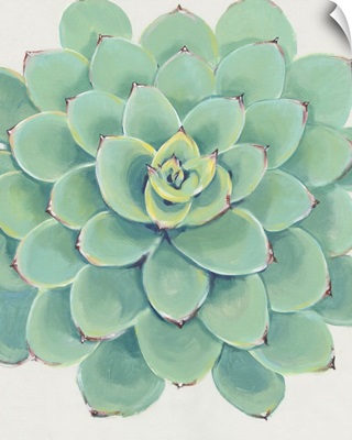 Pastel Succulent III