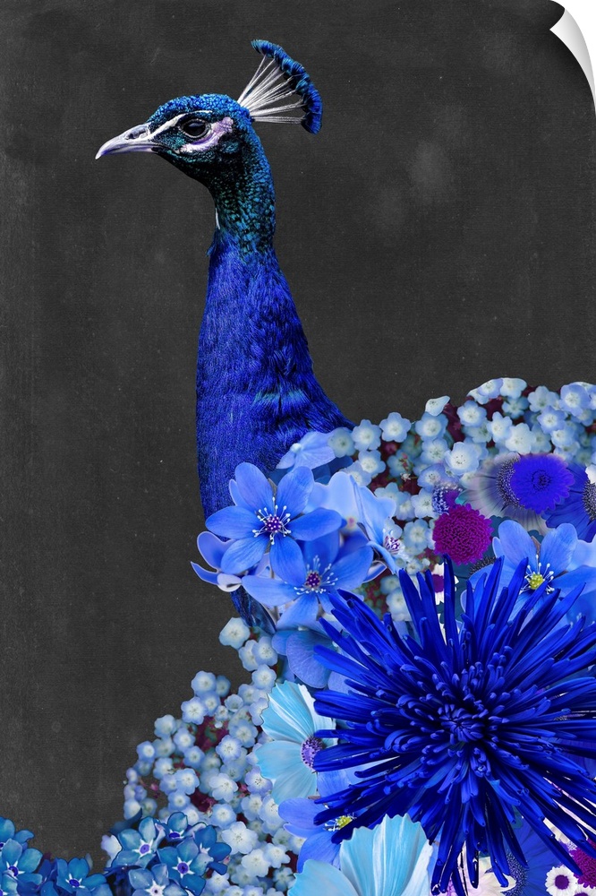Peacock Collage I