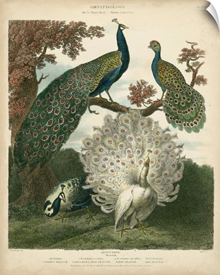 Peacock Gathering