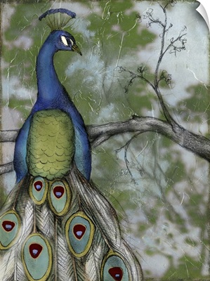 Peacock Reflections II