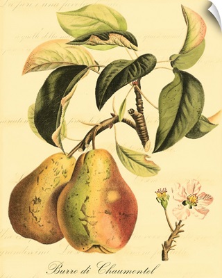 Petite Tuscan Fruits IV