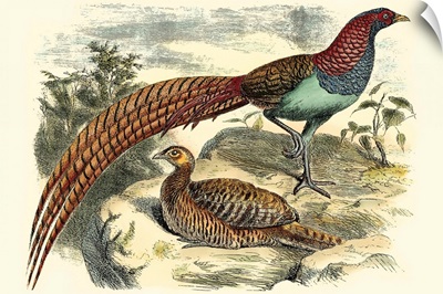 Pheasant Varieties VII