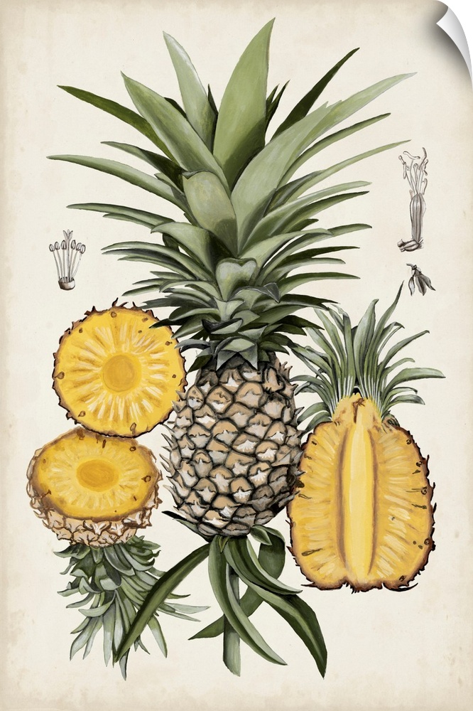 Pineapple Botanical Study I