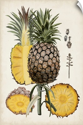 Pineapple Botanical Study II