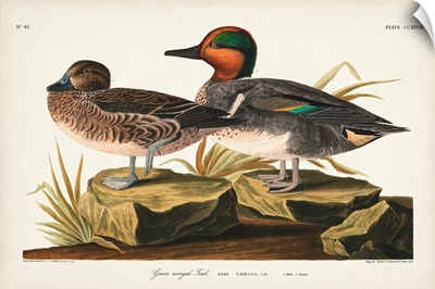 Pl 228 Green-Winged Teal
