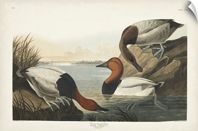 Pl 301 Canvas-Backed Duck