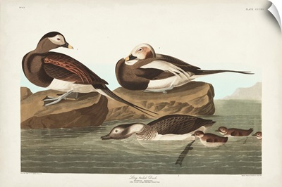 Pl 312 Long-Tailed Duck