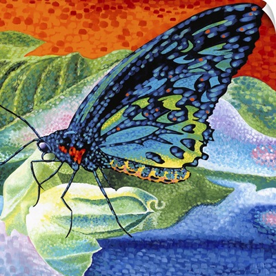 Poised Butterfly II
