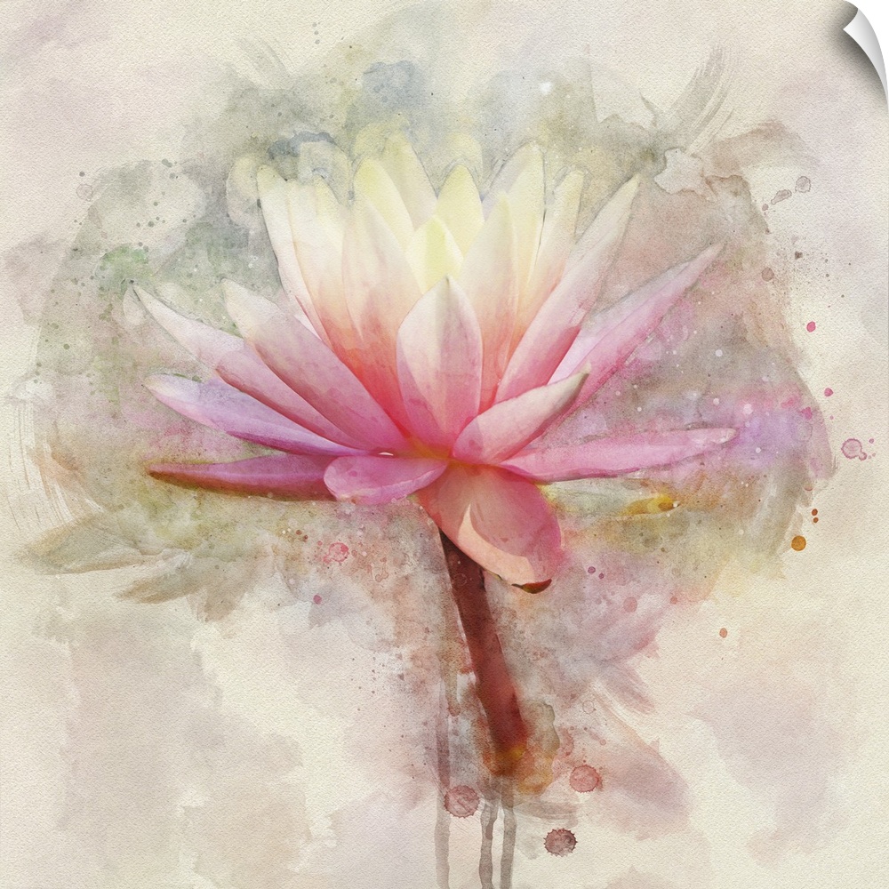 A pink and white water lily rendered in watercolors.
