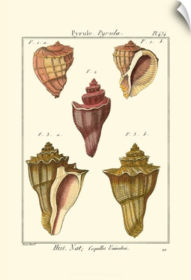 Pyrule Shells, Pl. 434