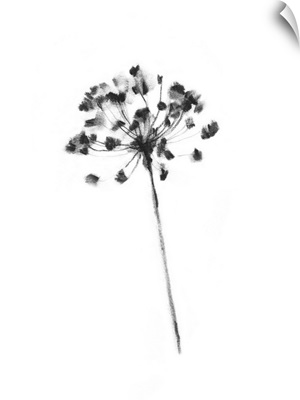 Queen Anne's Lace In Charcoal I