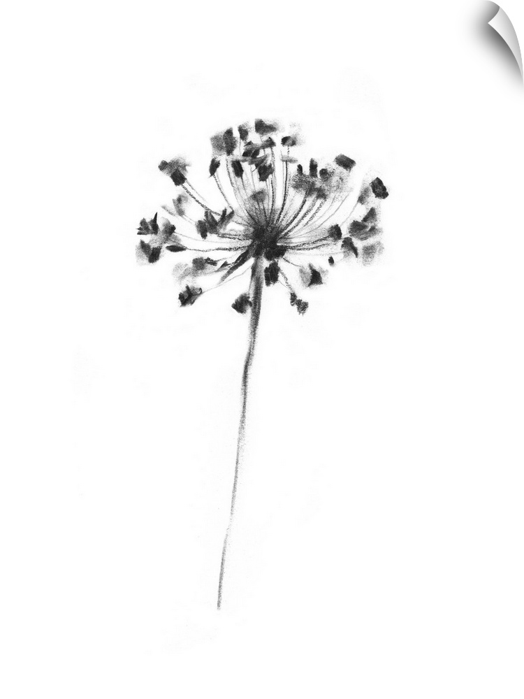 Queen Anne's Lace In Charcoal II