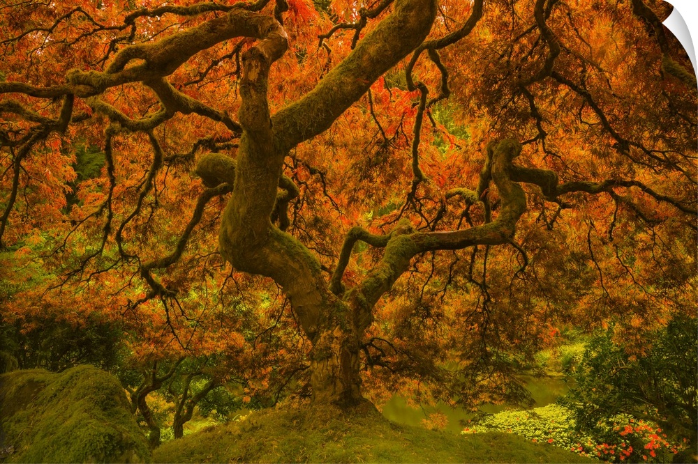 In this photograph, leaves of orange radiance cascade the twisting old branches of a tree while rich greens complete the f...