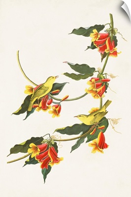 Rathbone Warbler