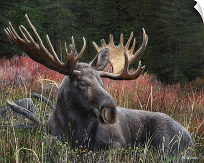 Recumbent Moose