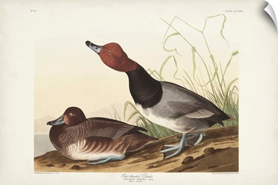 Red-Headed Duck
