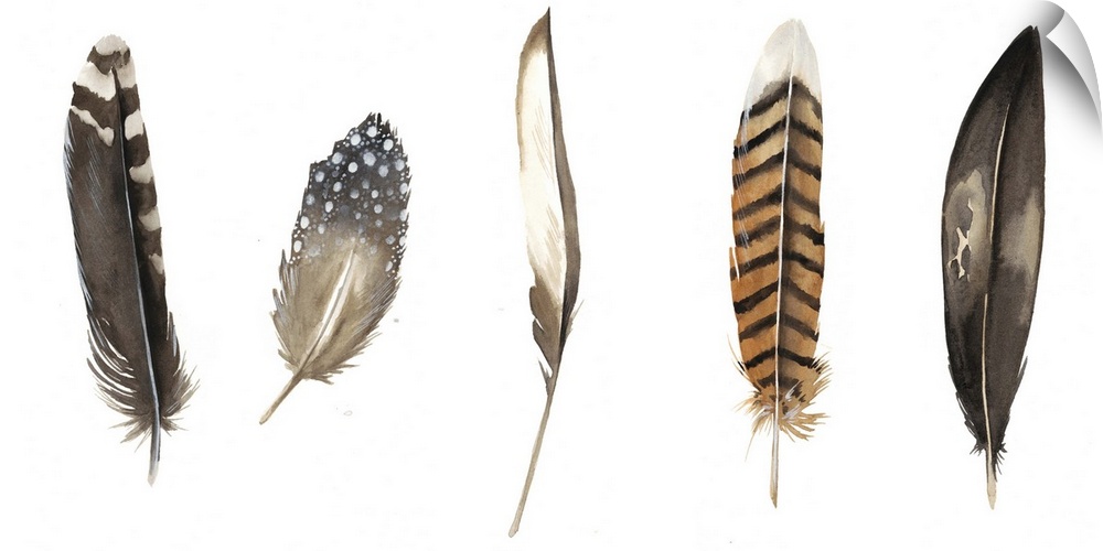 An assortment of five patterned bird feathers.