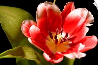 Red Tulip I