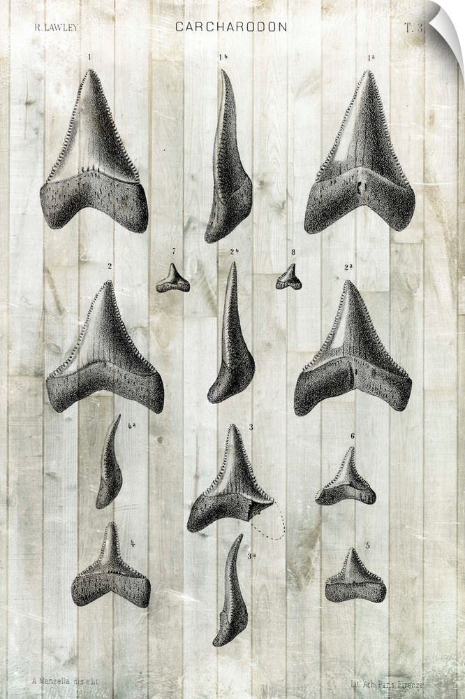 Contemporary artwork of illustrated shark teeth in a vintage style.