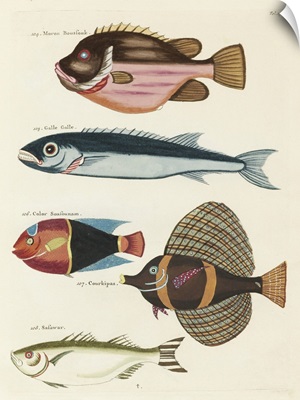 Renard Tropical Fish IV