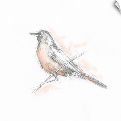 Robin Bird Sketch II
